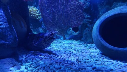 Sealife. Fish Under Water. Aquarium. - obrazy, fototapety, plakaty