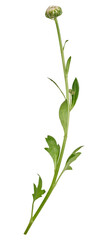 Green stem of chrysanthemum with white unblown bud - obrazy, fototapety, plakaty