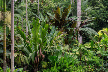 Hiking through dense jungle (rainforest) in the Cairns region, Far North Queensland, Australia: A lush canopy envelopes the trail, alive with the symphony of tropical wildlife.