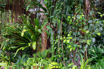 Hiking through dense jungle (rainforest) in the Cairns region, Far North Queensland, Australia: A lush canopy envelopes the trail, alive with the symphony of tropical wildlife.