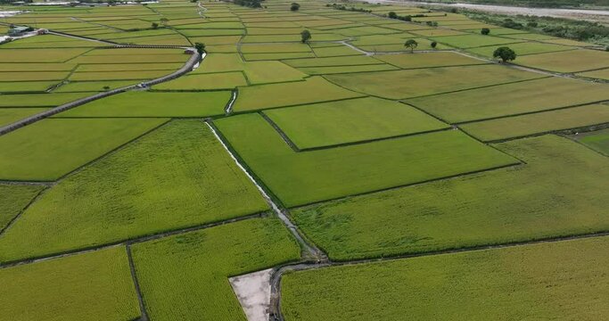 Drone fly over the Hualien rice field