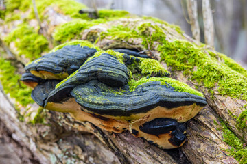 Obraz premium Black polypore mushroom and moss on dead tree trunk