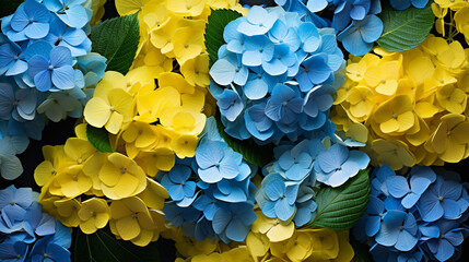 Full frame of blue and yellow hydrangeas background