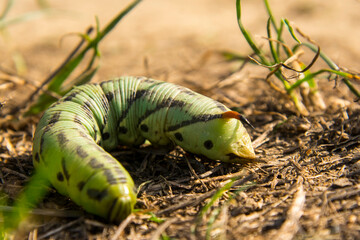 Worm of the convolvulus hawk-moth in Autumn