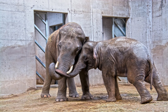 Two Asian elephant bulls are wrestling in a house