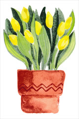Beautiful yellow tulip flowers growing in pot watercolor paiting. Spring blossom garden plant aquarelle art