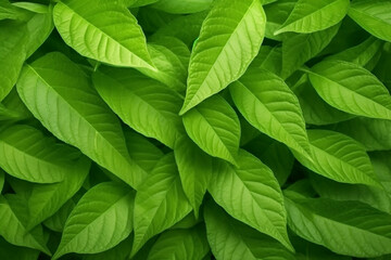 Green leaf texture leaves pattern background - obrazy, fototapety, plakaty