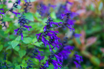 Small purple flower with overcast lighting