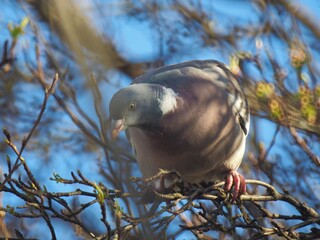 bird on a branch, Pigeon from a distant country