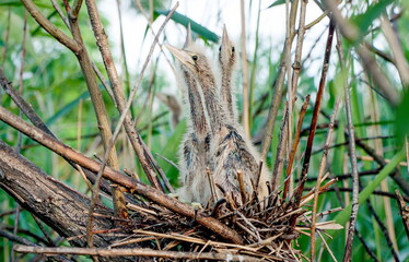 reeds in the water