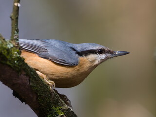 Sitta europaea aka Eurasian nuthatch in his typical position on the tree.	