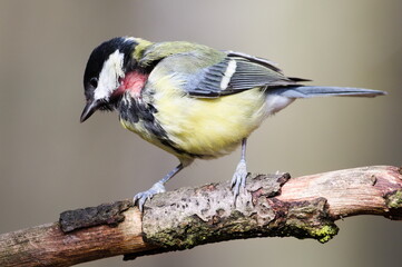Parus major aka Great tit perched on tree branch. Molting feathers or  bird disease. Visible skin.