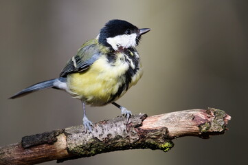 Parus major aka Great tit perched on tree branch. Molting feathers or bird disease. Visible skin.