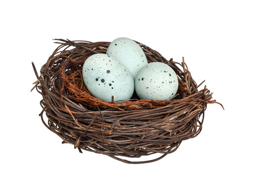 Bird nest with blue robin eggs isolated cutout on transparent