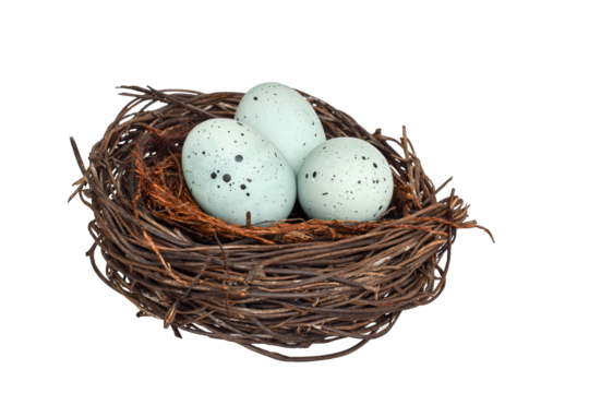 Bird nest with blue robin eggs isolated cutout on transparent - Powered by Adobe