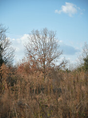 平原に生える枯れ木