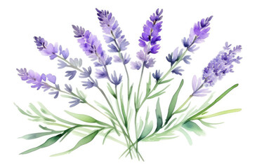 Naklejka premium Watercolor bouquet of lavender branch on white background, Botanical herbal illustration for wedding or greeting card, Wallpaper, wrapping paper design, textile, scrapbooking