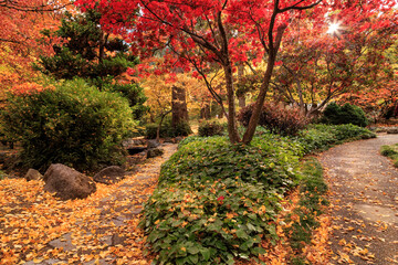 Two Paths in a Park in the Autumn with colorful leaves for a Nature Walk through the Trees - 744842338