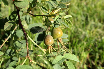 Obraz premium Green rose hip bush. Summer photo. Sweden 2023.