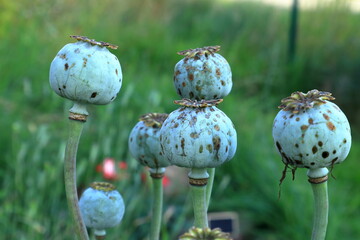 Poppy seed heads flower. Close up with blurry background.