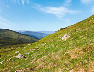 Flowers on summer mountainside (Ukraine, Carpathian Mountains)