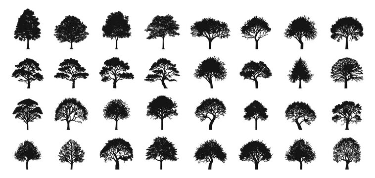 Tree collection. Tree vectors. Tree silhouettes