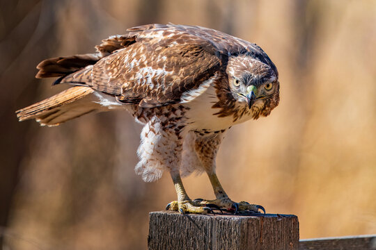 Red-Tailed Hawk