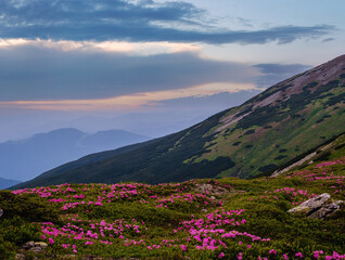 Rhododendron flowers on summer early morning mountains and full Moon
