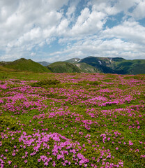 Blossoming slopes (rhododendron flowers ) of Carpathian mountains.