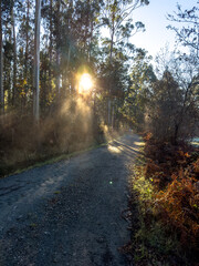 Ethereal Dawn: Sunlight Filtering through the Forest Canopy onto the Serene Pathway