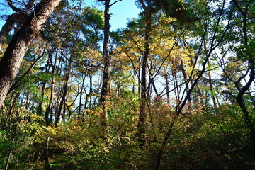 紅葉のじゅんさい池公園（新潟県）