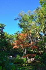 紅葉のじゅんさい池公園（新潟県）