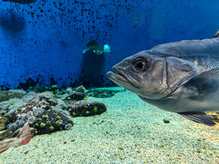 Underwater Observer: The Stoic Fish of the Deep