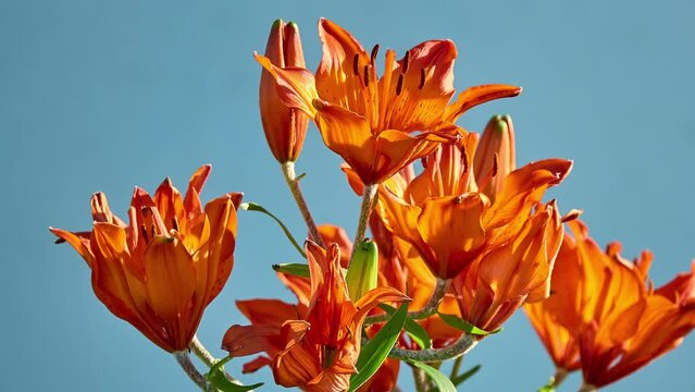 Lilium bulbiferum, common names orange lor fire lily, Jimmy's Bane and tiger lily, is a herbaceous European lily with underground bulbs, belonging to the Liliaceae.