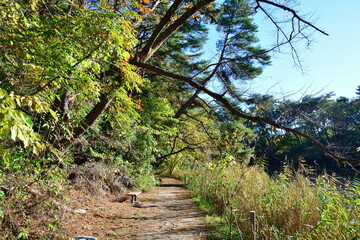 紅葉のじゅんさい池公園（新潟県）