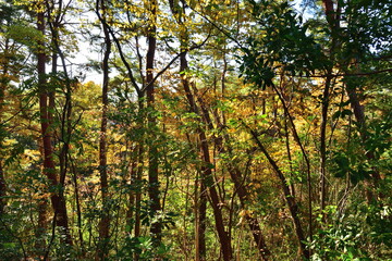 紅葉のじゅんさい池公園（新潟県）