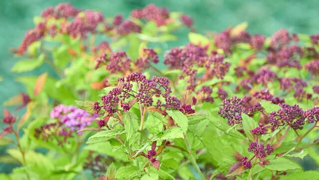 Spiraea japonica, the Japanese meadowsweet or Japanese spiraea, is a plant in the family Rosaceae. Synonyms for the species name are Spiraea bumalda and Spiraea japonica alpina Maxim.