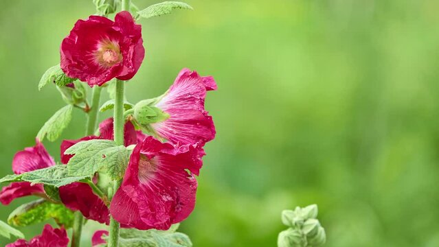 Alcea rosea (Common or Garden hollyhock, Rose mallow, Hibiscus) is an ornamental dicot flowering plant in the family Malvaceae.