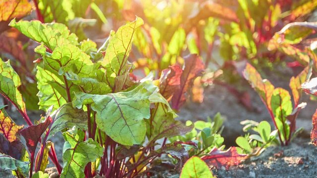 The beetroot. Beta vulgaris (beet) is a species of flowering plant in the subfamily Betoideae of the family Amaranthaceae. Economically, it is most important crop of the large order Caryophyllales.[