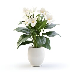 Indoor plant in a white pot isolated on white background