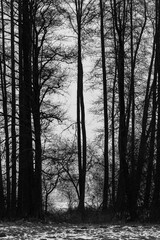 Fototapeta na wymiar foggy Country in eastern Poland - black and white