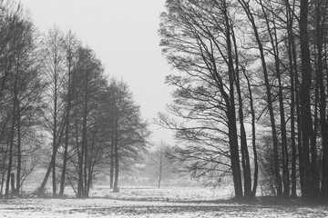 Fogy and snowy dark winter day