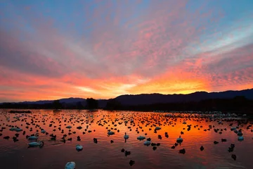 Cercles muraux Lavende 瓢湖と朝焼け（新潟県）