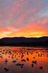 Fotobehang 瓢湖と朝焼け（新潟県） © UI_forever