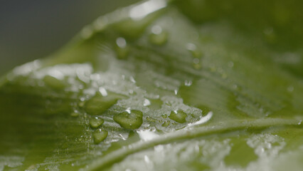 Fresh green plants with water droplets falling on them