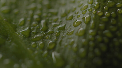 Fresh green plants with water droplets falling on them