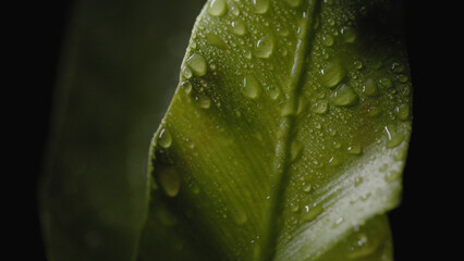 Fresh green plants with water droplets falling on them