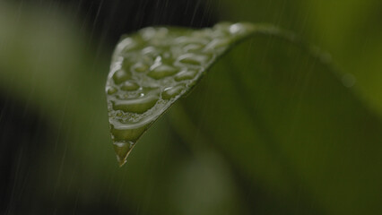 Fresh green plants with water droplets falling on them