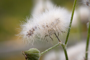 dandelion head