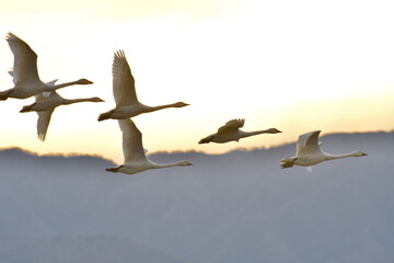 瓢湖の白鳥（新潟県）